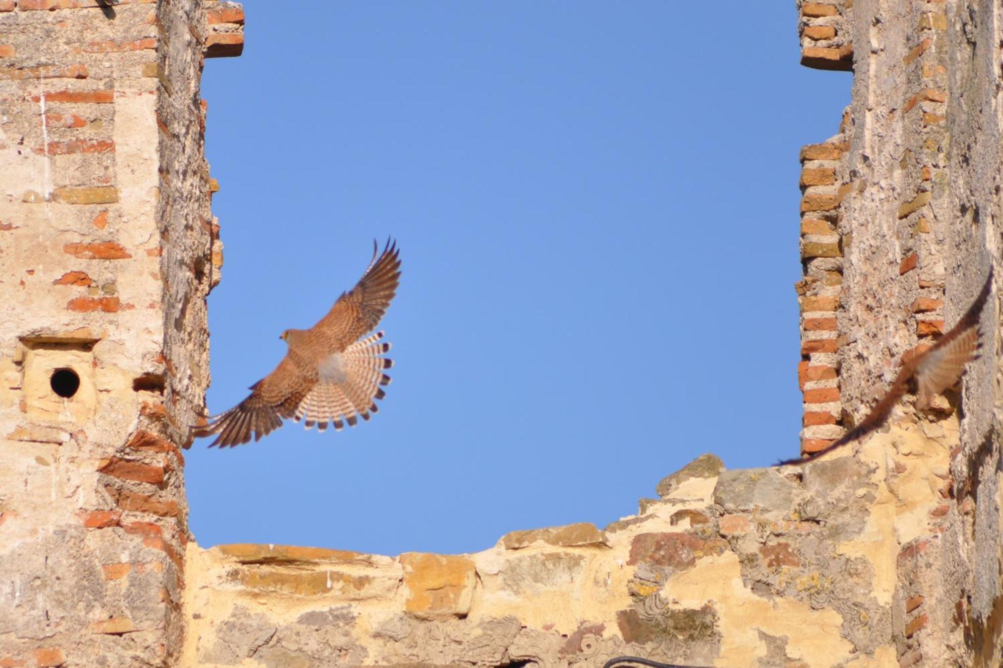 ホテル Convento タリファ エクステリア 写真